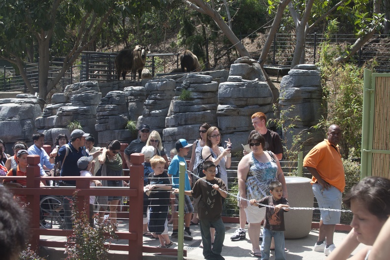 316-5009 San Diego Zoo - Takins overllook the line for the Pandas.jpg